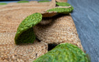 Eco-Chic Rug with Green Circular Border - Jute -Round
