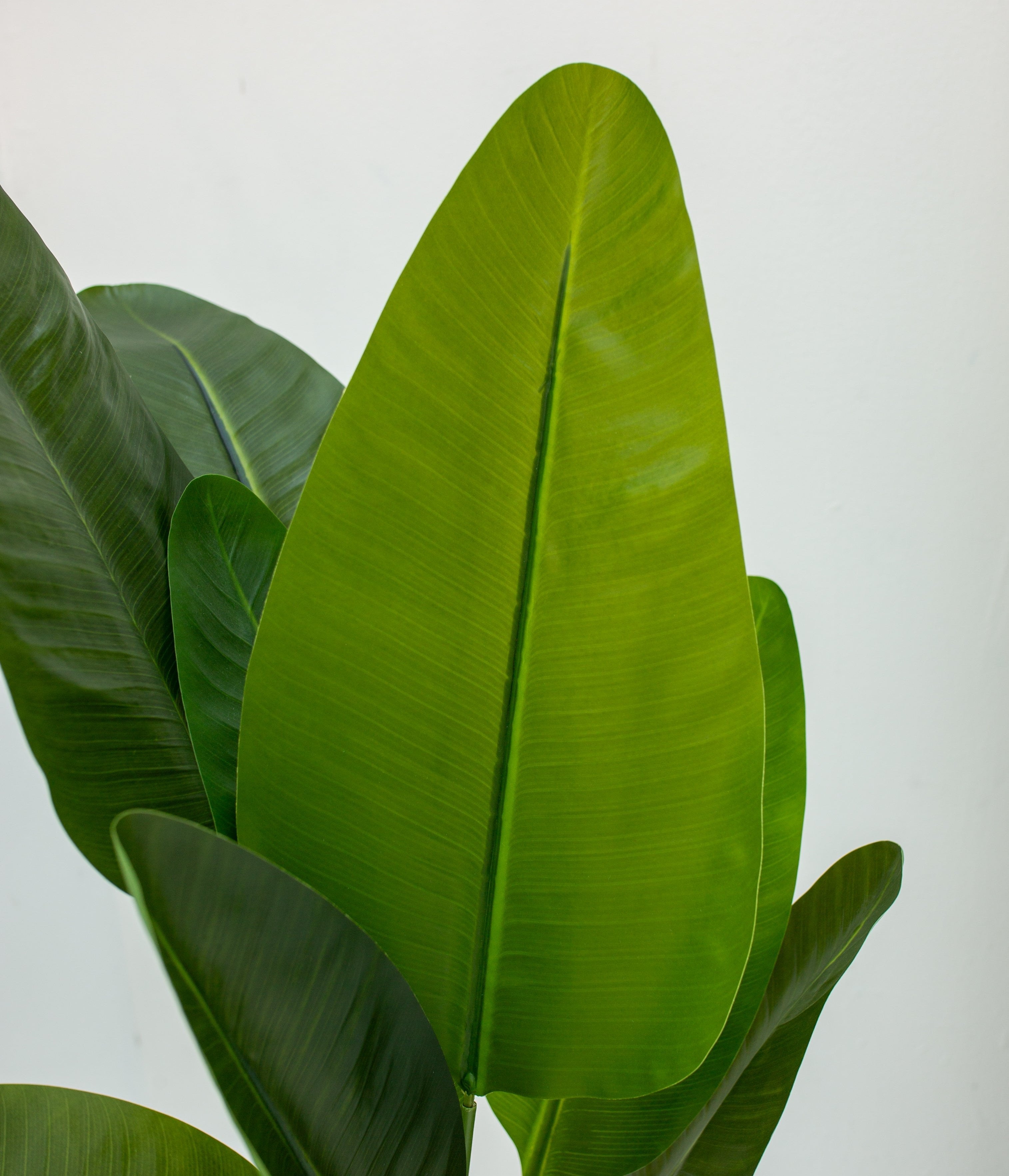 Bird of Paradise