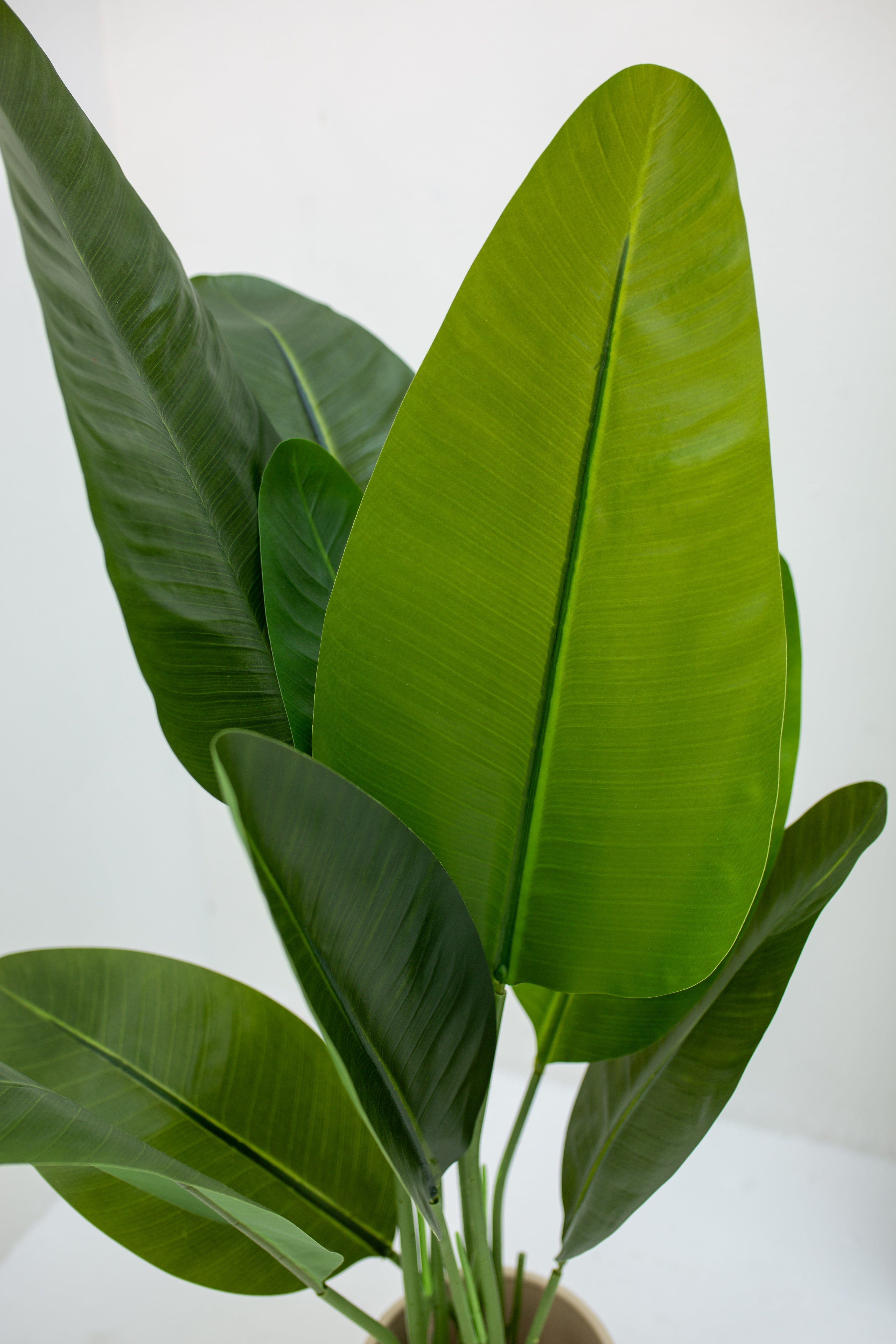 Bird of Paradise