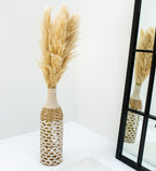 Pampas Grass