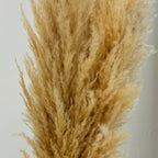 Pampas Grass