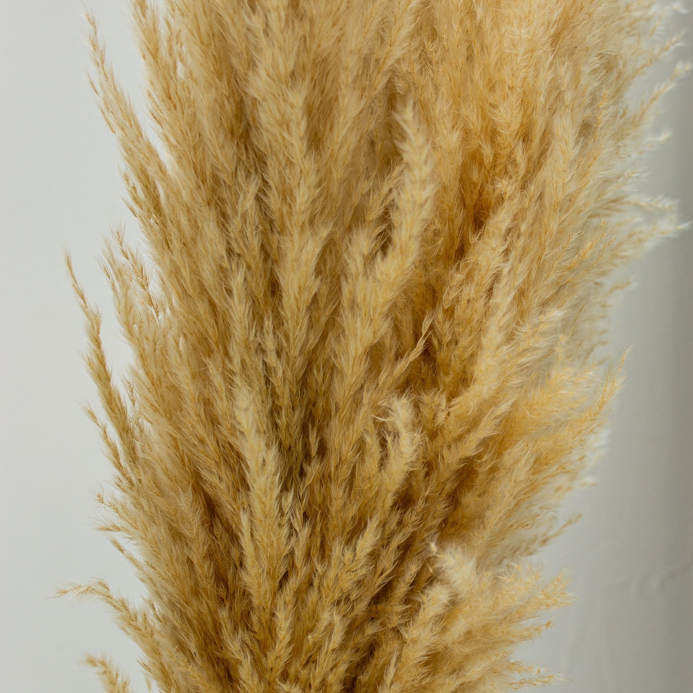 Pampas Grass