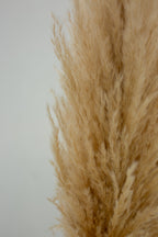 Pampas Grass