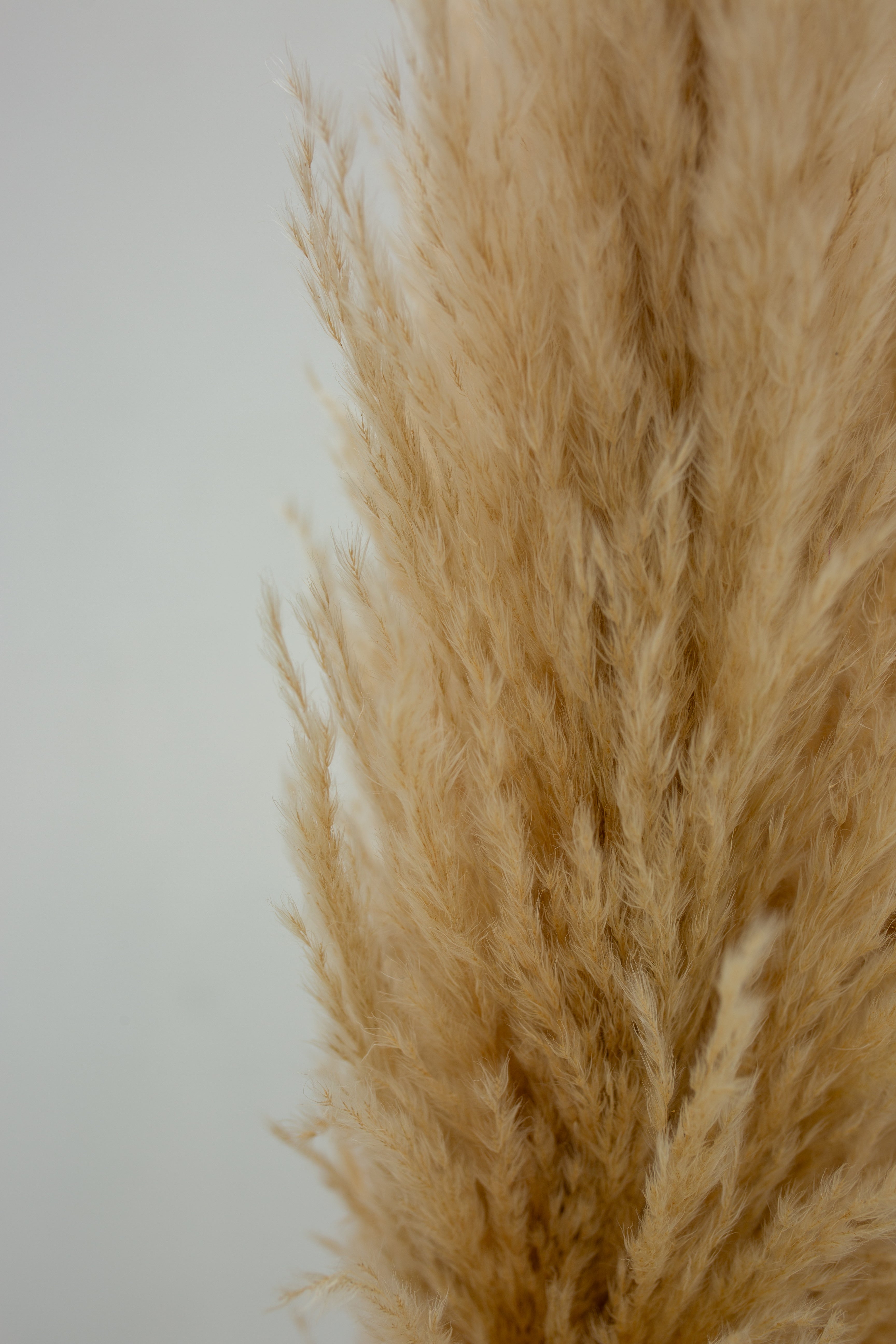 Pampas Grass