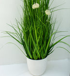 Eleocharis Plant with White Flowers