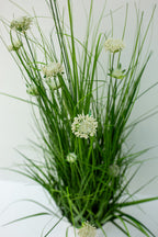 Eleocharis Plant with White Flowers