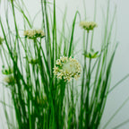 Eleocharis Plant with White Flowers