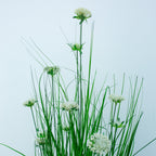 Eleocharis Plant with White Flowers
