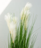 Grass with White Plumes